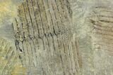 Pennsylvanian Fossil Horsetail (Calamites) Plate - Kentucky #112893-1